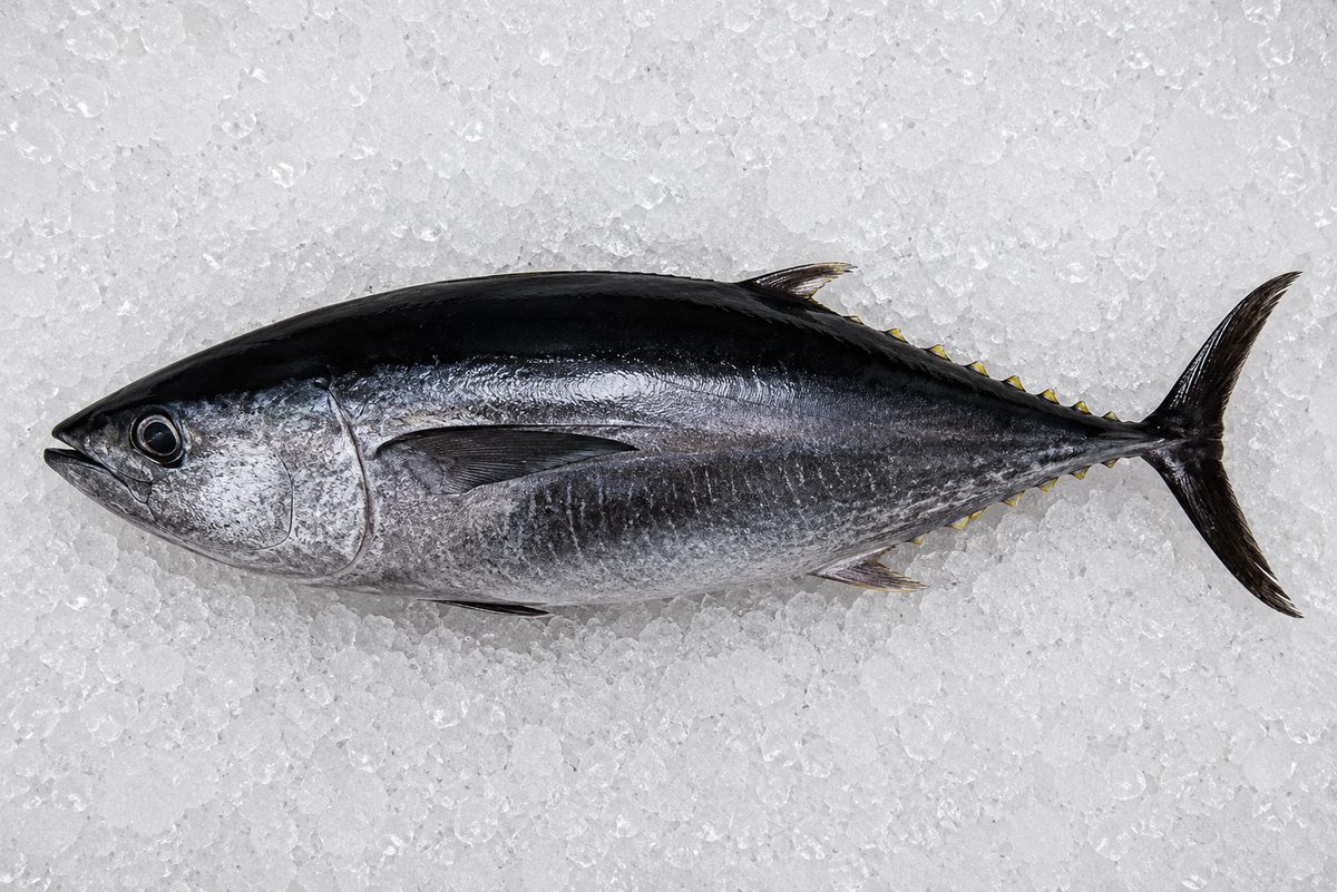 Bluefin Tuna