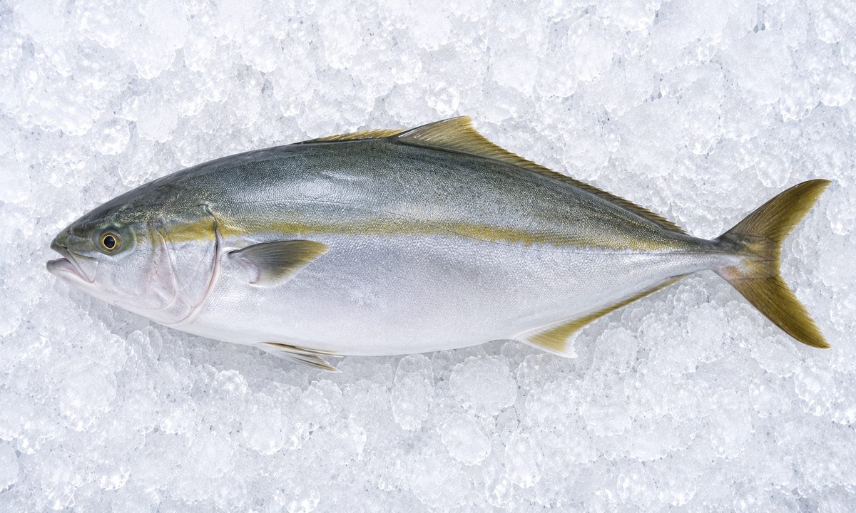 Kanpachi