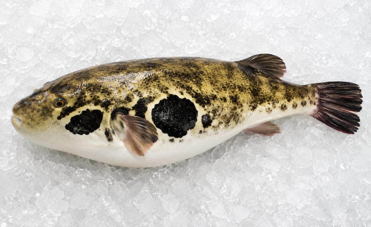 Torafugu
