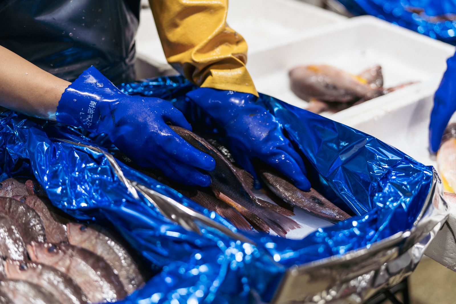 Fish killed, cleaned and packed by our experts at 7AM